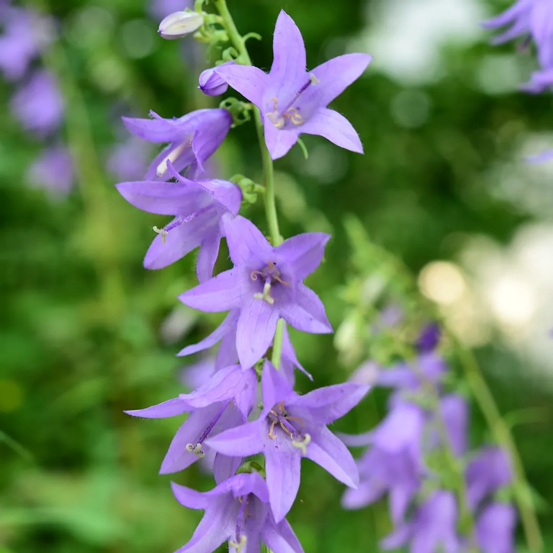 Vakantiewoning Campanula